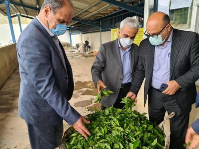 فرماندار لنگرود:در کنار افزایش تولید چای باید کیفیت را نیز بالا ببریم