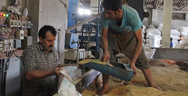 کاهش ضایعات برنج رشت در گرو تسهیلات کم‌بهره
